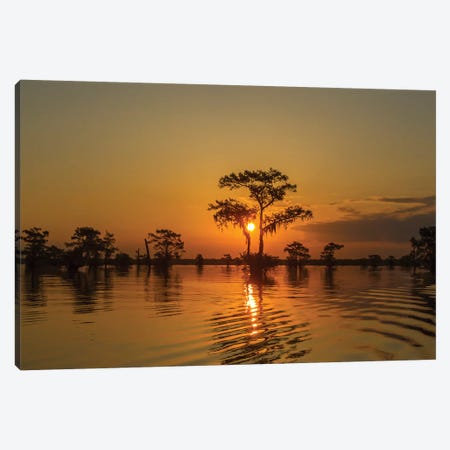 USA, Louisiana, Atchafalaya National Wildlife Refuge. Sunrise on swamp.  Canvas Print #JYG683} by Jaynes Gallery Canvas Print