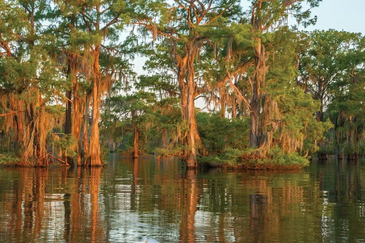 USA, Louisiana, Atchafalaya National Wildlife Refuge. Sunrise on swamp. 