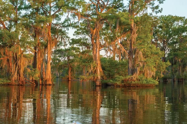 Louisiana: USA, Louisiana, Atchafalaya National Wildlife Refuge. Sunrise on swamp.  by Jaynes Gallery
