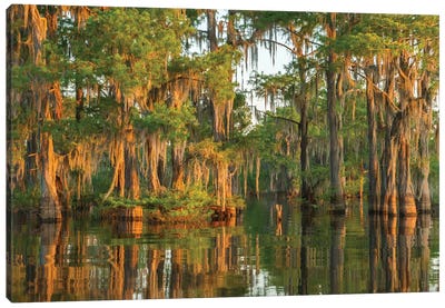 USA, Louisiana, Atchafalaya National Wildlife Refuge. Sunrise on swamp.  Canvas Art Print - Moss