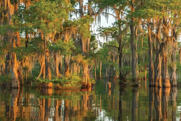 Louisiana: USA, Louisiana, Atchafalaya National Wildlife Refuge. Sunrise on swamp.  by Jaynes Gallery