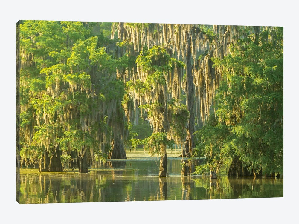 USA, Louisiana, Atchafalaya National Wildlife Refuge. Sunrise on swamp.  by Jaynes Gallery 1-piece Canvas Art
