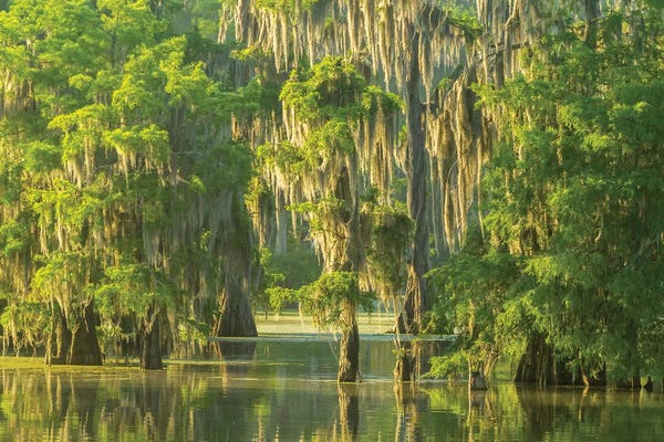 Louisiana: USA, Louisiana, Atchafalaya National Wildlife Refuge. Sunrise on swamp.  by Jaynes Gallery
