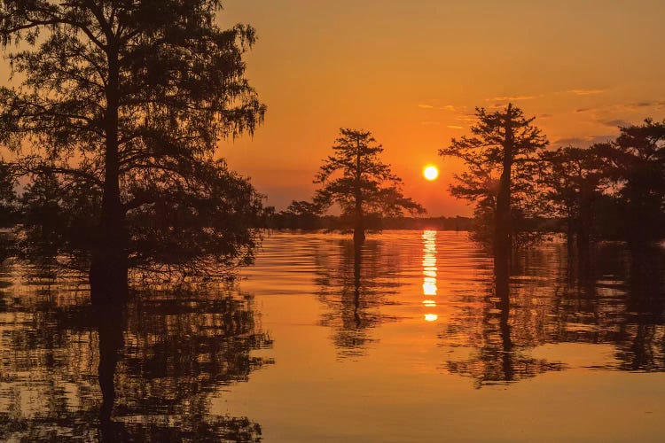 USA, Louisiana, Atchafalaya National Wildlife Refuge. Sunrise on swamp. 