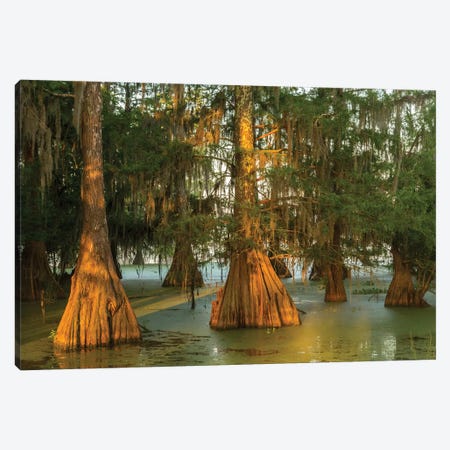USA, Louisiana, Atchafalaya National Wildlife Refuge. Sunrise on swamp.  Canvas Print #JYG688} by Jaynes Gallery Art Print