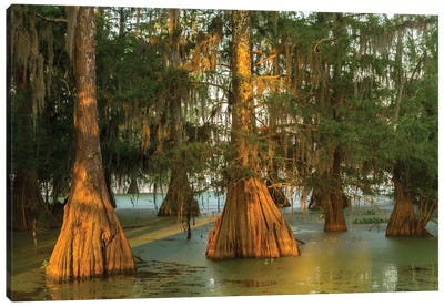 USA, Louisiana, Atchafalaya National Wildlife Refuge. Sunrise on swamp.  Canvas Art Print - Louisiana Art