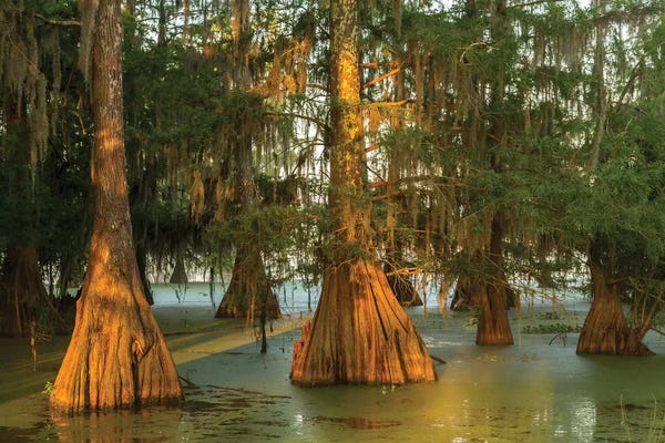 Louisiana: USA, Louisiana, Atchafalaya National Wildlife Refuge. Sunrise on swamp.  by Jaynes Gallery