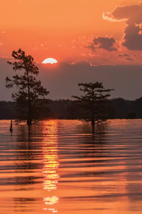 USA, Louisiana, Atchafalaya National Wildlife Refuge. Sunrise on swamp. 