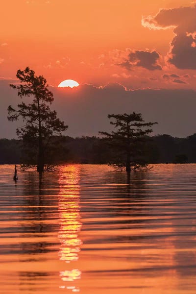 Louisiana: USA, Louisiana, Atchafalaya National Wildlife Refuge. Sunrise on swamp.  by Jaynes Gallery