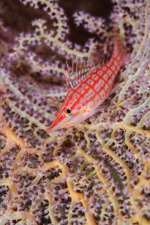 South Pacific, Solomon Islands. Close-up of longnose hawkfish.