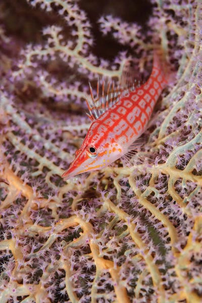 Salmon: South Pacific, Solomon Islands. Close-up of longnose hawkfish. by Jaynes Gallery
