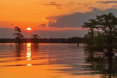 USA, Louisiana, Atchafalaya National Wildlife Refuge. Sunrise on swamp.  by Jaynes Gallery metal wall art