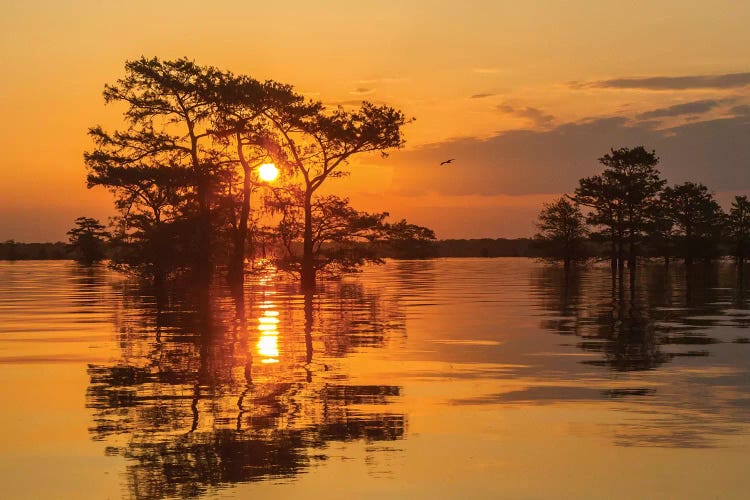 USA, Louisiana, Atchafalaya National Wildlife Refuge. Sunrise on swamp. 