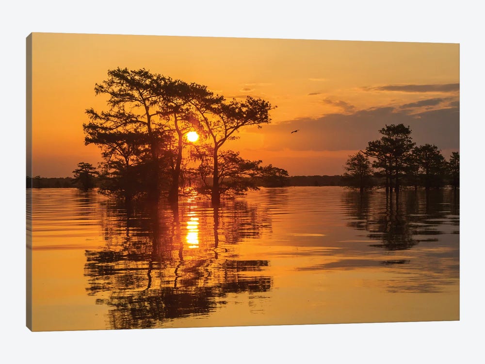 USA, Louisiana, Atchafalaya National Wildlife Refuge. Sunrise on swamp.  by Jaynes Gallery 1-piece Canvas Print