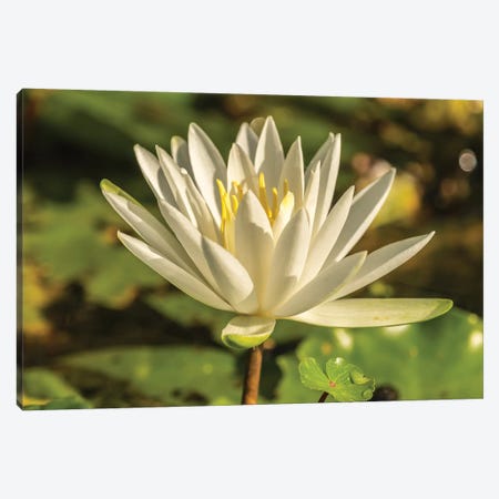 USA, Louisiana, Evangeline Parish. Close-up of water lily blossom.  Canvas Print #JYG693} by Jaynes Gallery Canvas Art