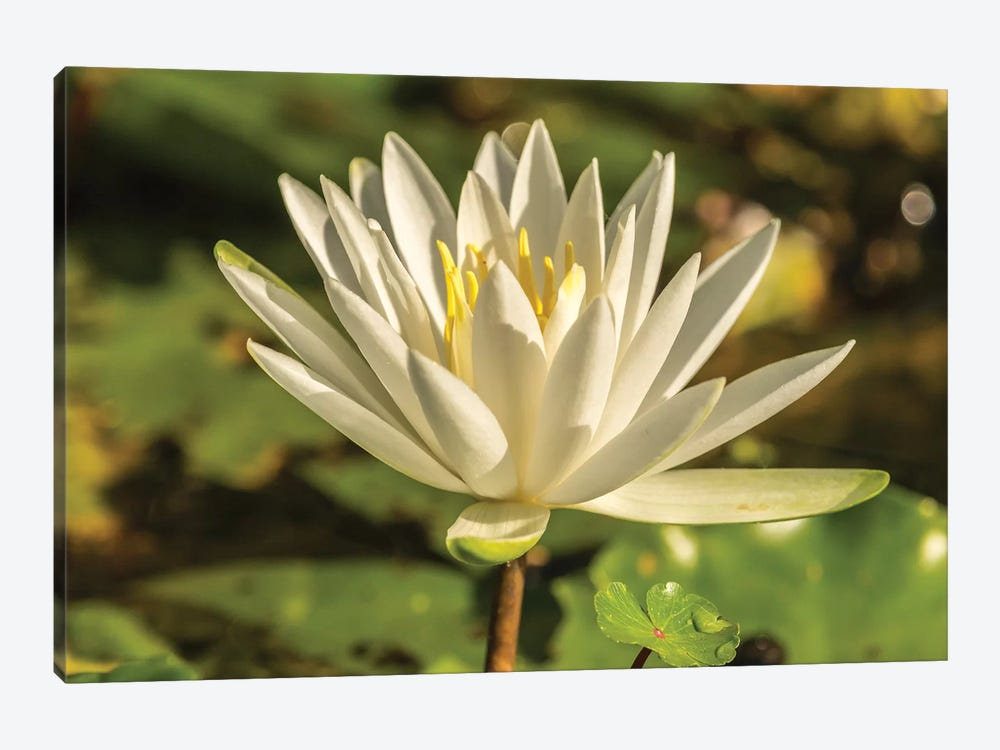 USA, Louisiana, Evangeline Parish. Close-up of water lily blossom.  by Jaynes Gallery 1-piece Canvas Artwork
