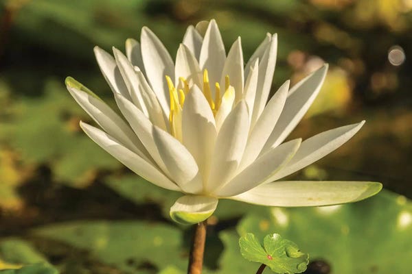 USA, Louisiana, Evangeline Parish. Close-up of water lily blossom.