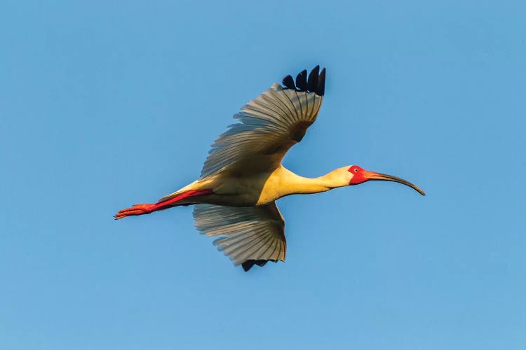 USA, Louisiana, Evangeline Parish. White ibis in flight. 