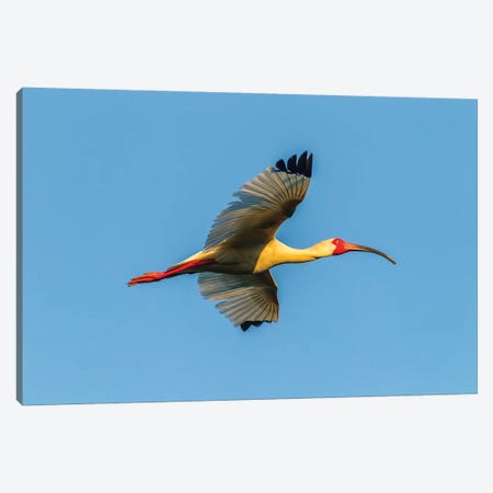 USA, Louisiana, Evangeline Parish. White ibis in flight.  Canvas Print #JYG694} by Jaynes Gallery Art Print