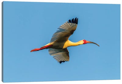 USA, Louisiana, Evangeline Parish. White ibis in flight.  Canvas Art Print