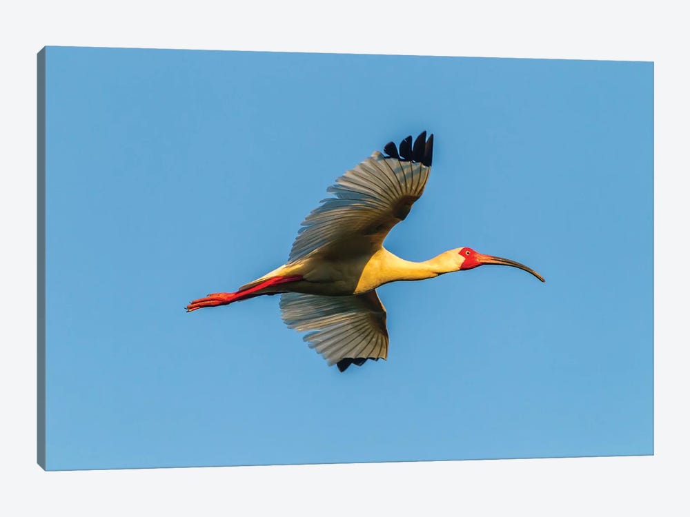 USA, Louisiana, Evangeline Parish. White ibis in flight.  by Jaynes Gallery 1-piece Canvas Art Print