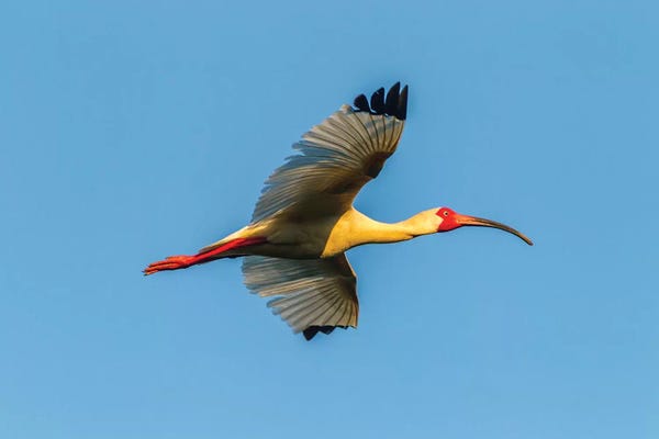 Ibises: USA, Louisiana, Evangeline Parish. White ibis in flight.  by Jaynes Gallery