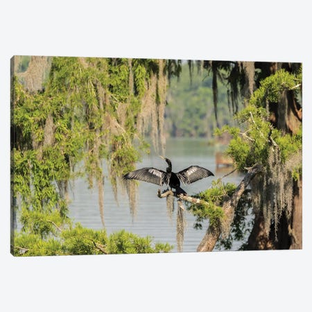 USA, Louisiana, Lake Martin. Anhinga drying its wings.  Canvas Print #JYG695} by Jaynes Gallery Canvas Art Print