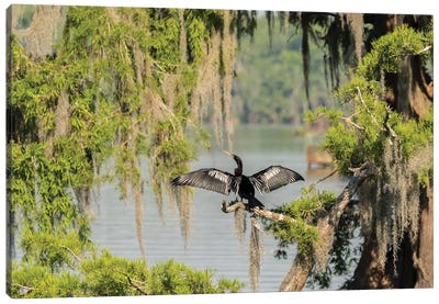 USA, Louisiana, Lake Martin. Anhinga drying its wings.  Canvas Art Print - Marsh & Swamp Art