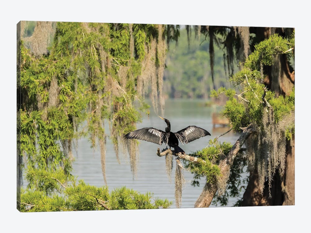 USA, Louisiana, Lake Martin. Anhinga drying its wings.  by Jaynes Gallery 1-piece Canvas Wall Art
