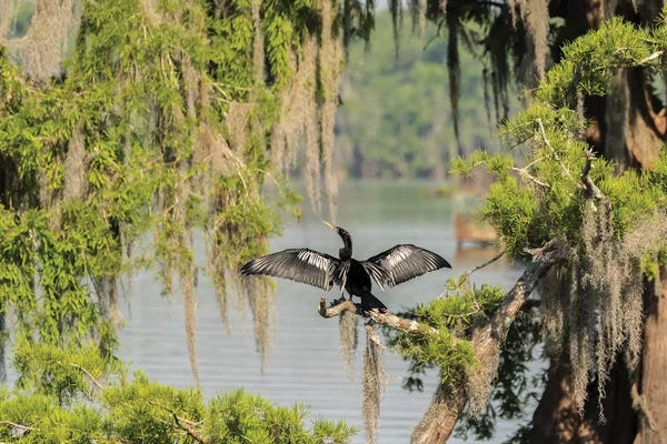 Louisiana: USA, Louisiana, Lake Martin. Anhinga drying its wings. by Jaynes Gallery