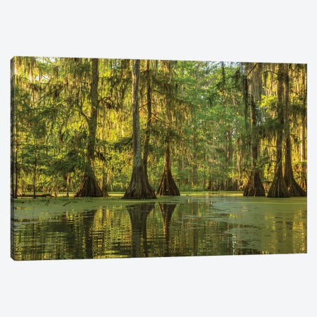 USA, Louisiana, Lake Martin. Cypress swamp forest.  Canvas Print #JYG696} by Jaynes Gallery Canvas Print