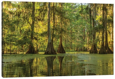 USA, Louisiana, Lake Martin. Cypress swamp forest.  Canvas Art Print - Moss