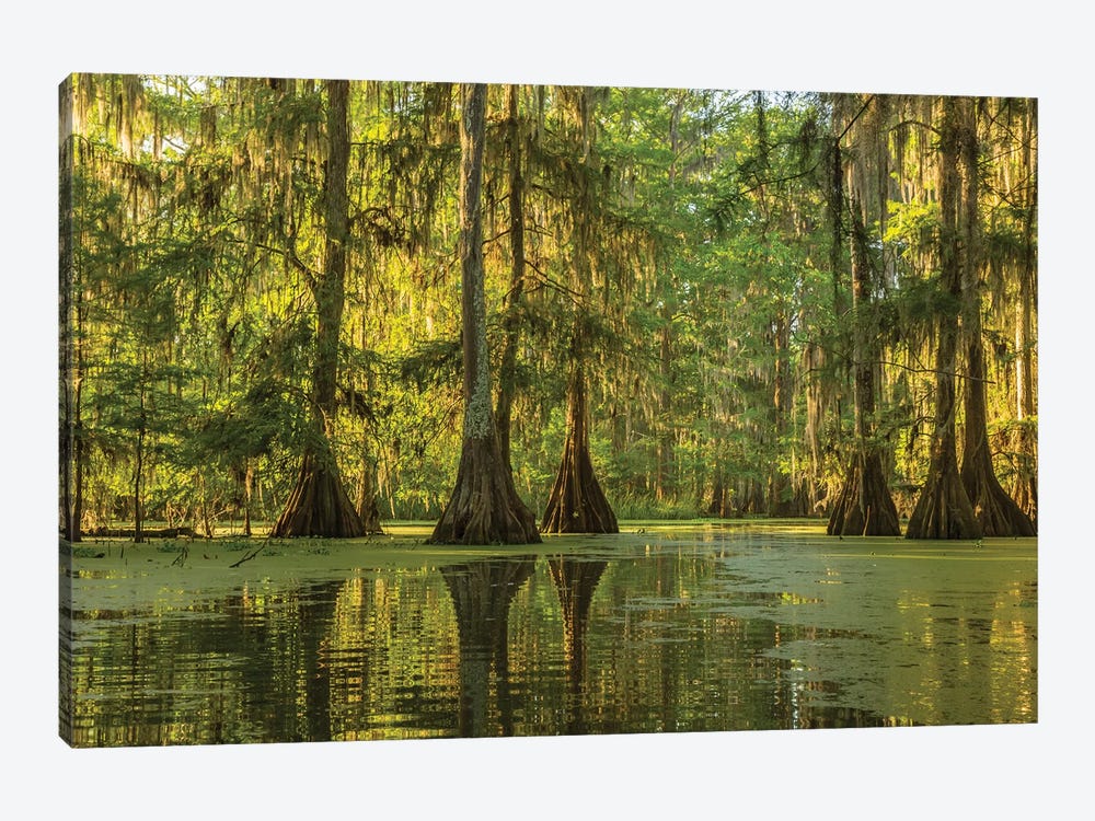USA, Louisiana, Lake Martin. Cypress swamp forest.  by Jaynes Gallery 1-piece Canvas Art Print