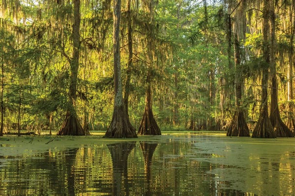 Danita Delimont Photography: USA, Louisiana, Lake Martin. Cypress swamp forest.  by Jaynes Gallery