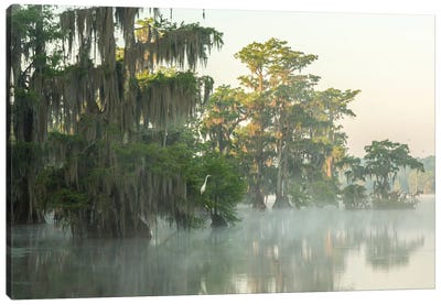 USA, Louisiana, Lake Martin. Foggy sunrise on swamp.  Canvas Art Print - Moss