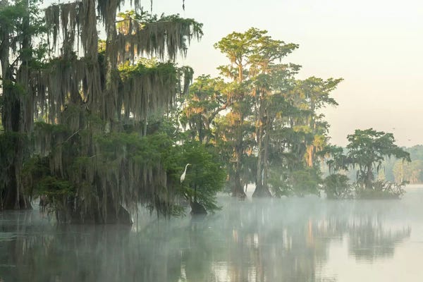 USA, Louisiana, Lake Martin. Foggy sunrise on swamp.