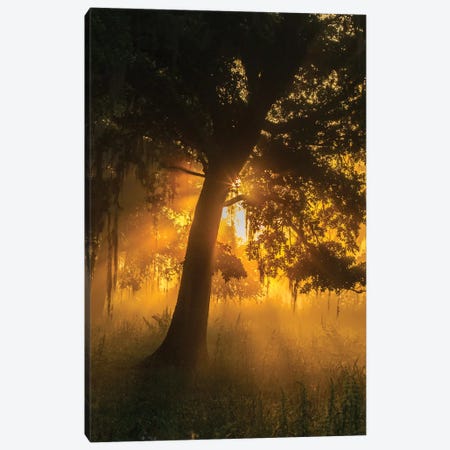 USA, Louisiana, Lake Martin. Foggy sunrise on trees.  Canvas Print #JYG698} by Jaynes Gallery Canvas Art