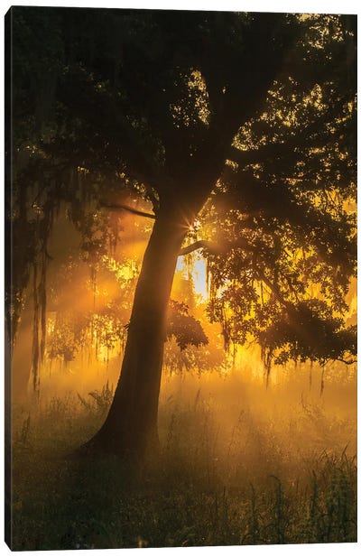 USA, Louisiana, Lake Martin. Foggy sunrise on trees.  Canvas Art Print - Moss Art