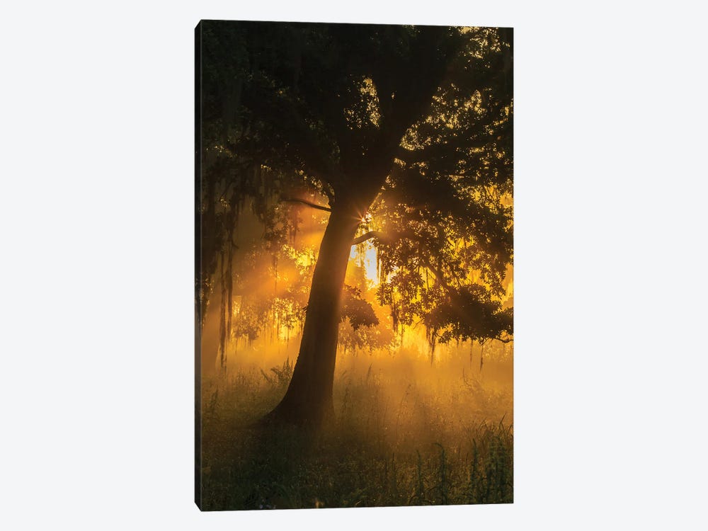 USA, Louisiana, Lake Martin. Foggy sunrise on trees.  by Jaynes Gallery 1-piece Canvas Art Print