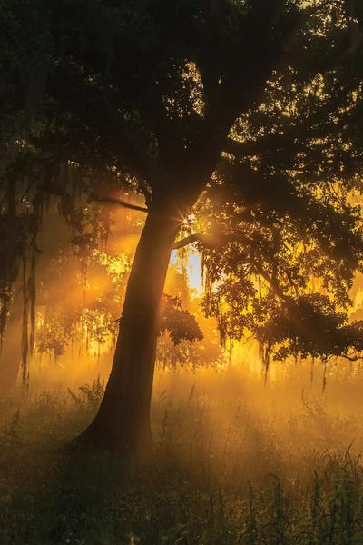 USA, Louisiana, Lake Martin. Foggy sunrise on trees.