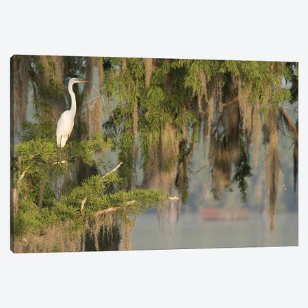 USA, Louisiana, Lake Martin. Foggy swamp sunrise with great egret in tree.  Canvas Print #JYG699} by Jaynes Gallery Canvas Wall Art