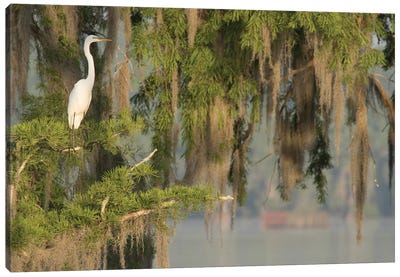 USA, Louisiana, Lake Martin. Foggy swamp sunrise with great egret in tree.  Canvas Art Print - Egret Art
