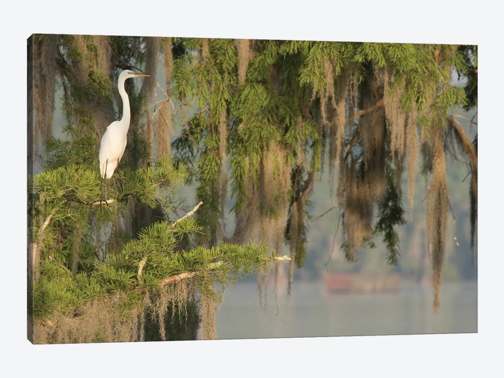 USA, Louisiana, Lake Martin. Foggy swamp sunrise with great egret in tree.  by Jaynes Gallery 1-piece Canvas Art