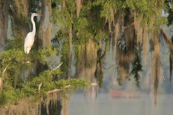 USA, Louisiana, Lake Martin. Foggy swamp sunrise with great egret in tree.