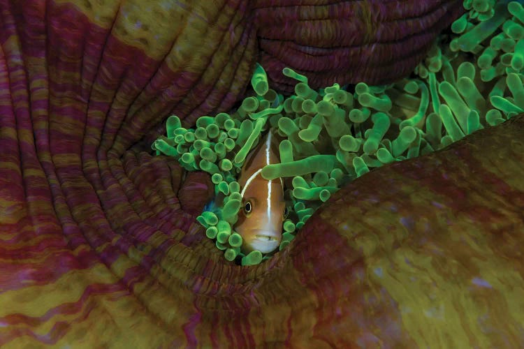 South Pacific, Solomon Islands. Close-up of pink anemonefish.