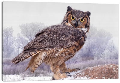 Great Horned Owl Close-Up, Ontario, Canada Canvas Art Print - Canada Art