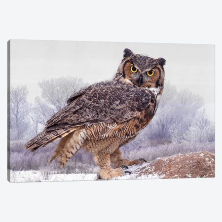 Great Horned Owl Close-Up, Ontario, Canada Canvas Print #JYG6} by Jaynes Gallery Canvas Artwork