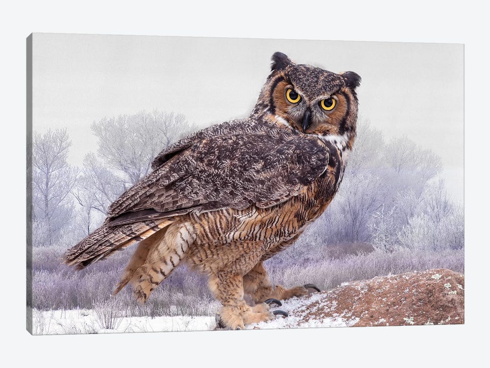 Great Horned Owl Close-Up, Ontario, Canada by Jaynes Gallery 1-piece Canvas Artwork