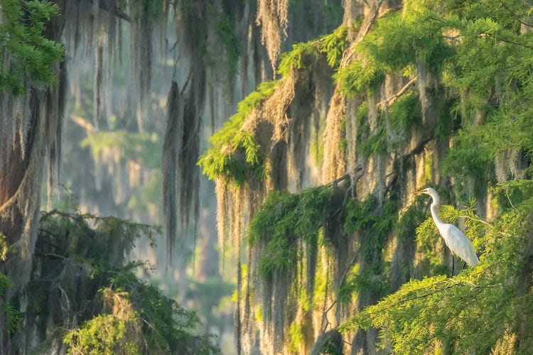 USA, Louisiana, Lake Martin. Foggy swamp sunrise with great egret in tree. 