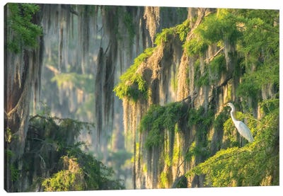 USA, Louisiana, Lake Martin. Foggy swamp sunrise with great egret in tree.  Canvas Art Print - Moss Art